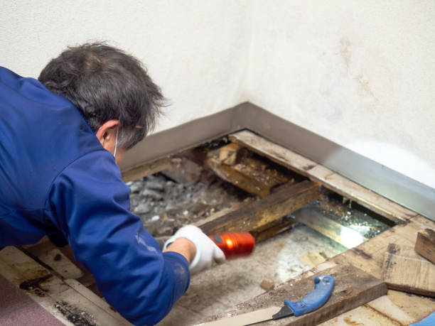Office Mold Removal Services in Earlysville, VA